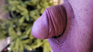 Mikro Penis