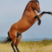 Wild-Stallion