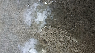Schwanz und Sperma