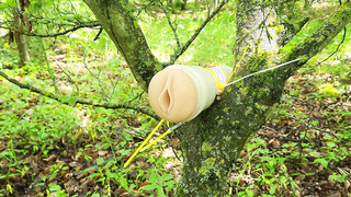 Jungschwanz im Wald