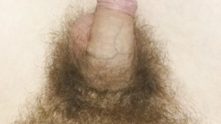 Behaarter Penis