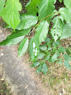 Blatt bespritzt