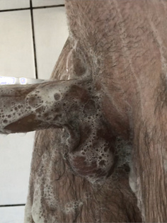 Bilder von meinen Haarigen Penis