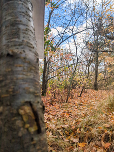 Herbst, Blätter und Hüllen fallen