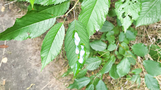 Blatt bespritzt