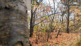 Herbst, Blätter und Hüllen fallen