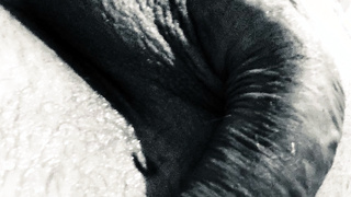 Schwanz Bilder