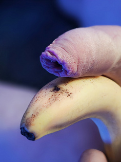 Krummer Penis