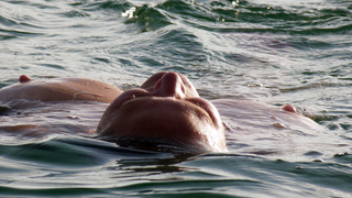 Nippel Show am See