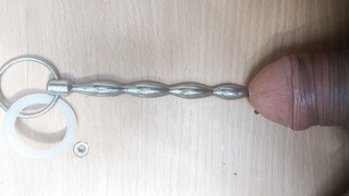 Dilator im Schwanz